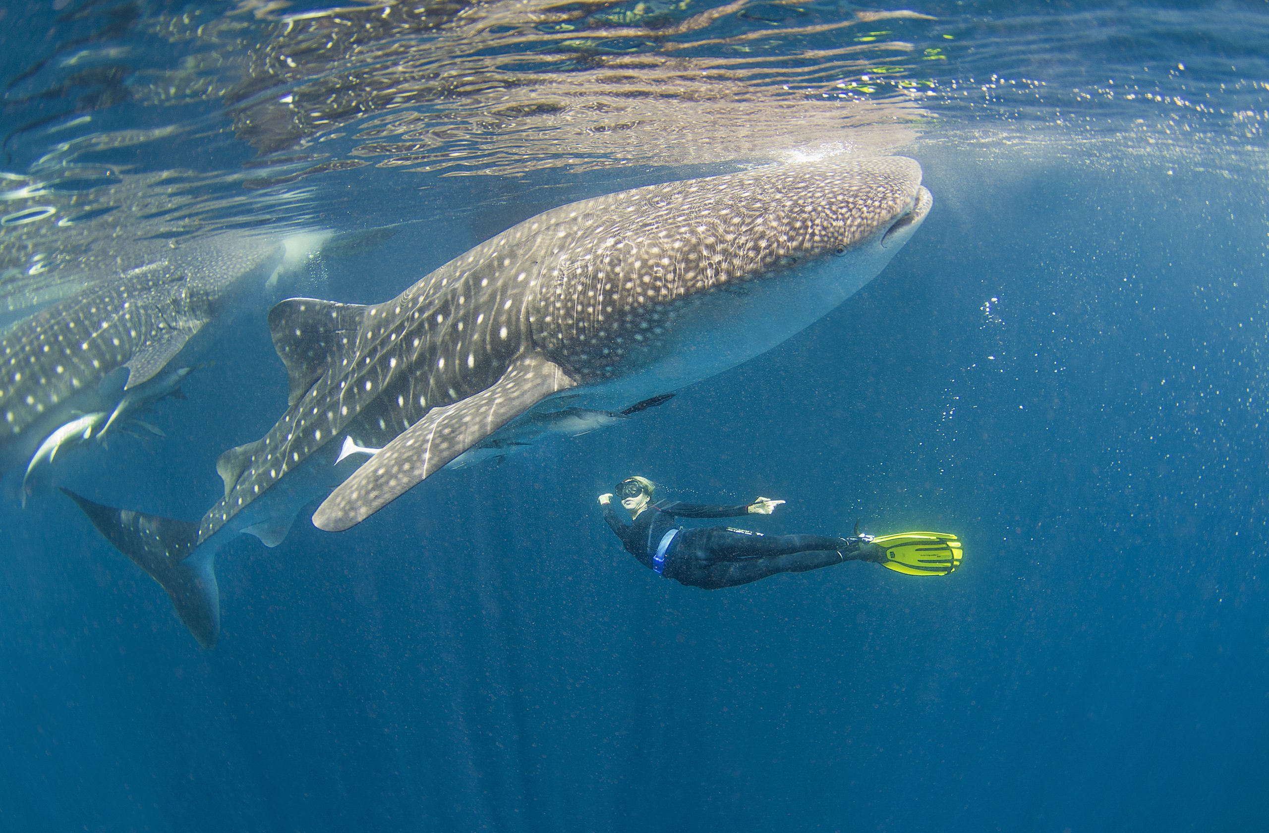 Whale Sharks: 8 Interesting Facts - Aggressor Adventures