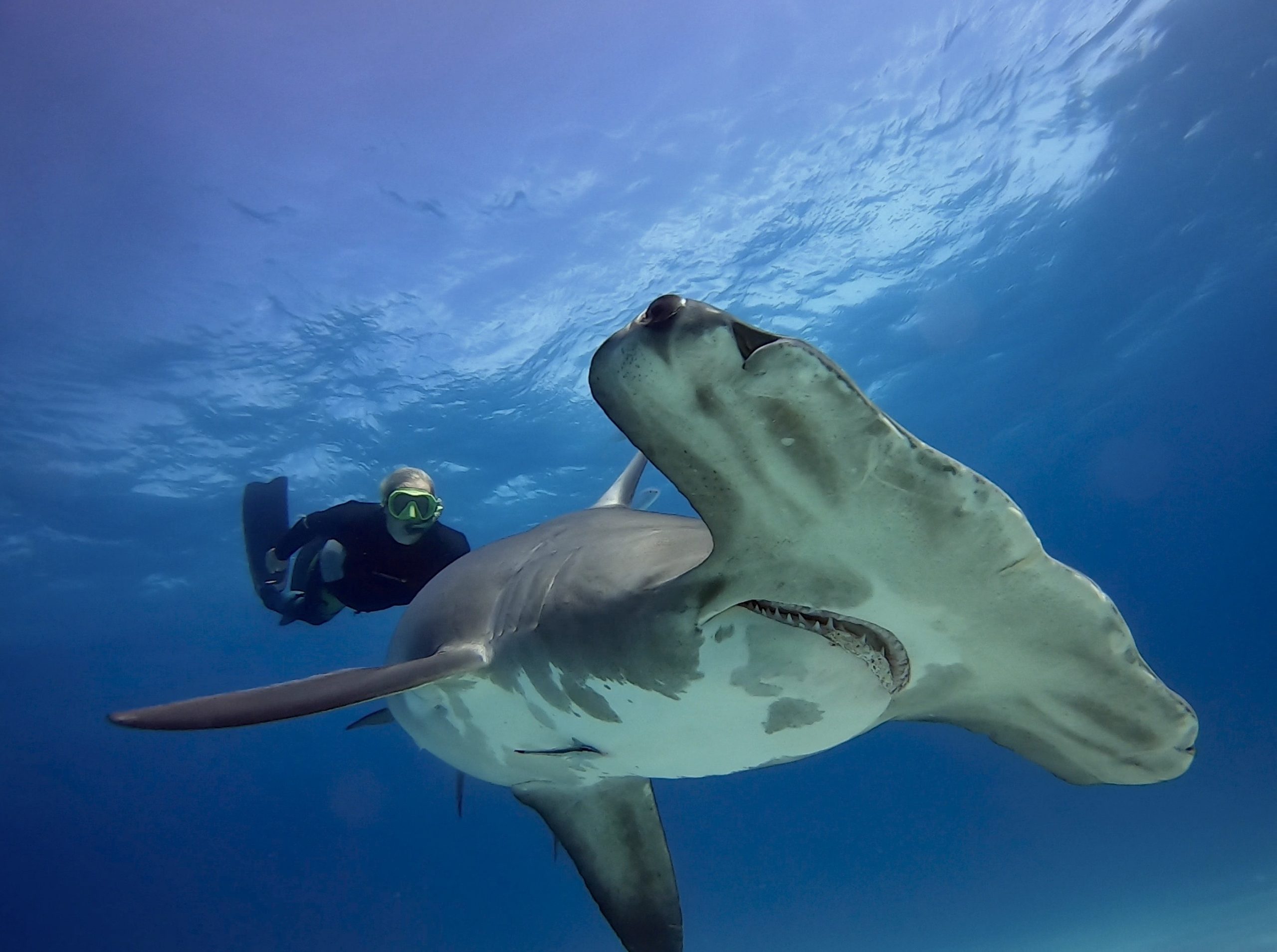 “six Species Of Sharks” By Captain Christy Weaver - Aggressor Adventures