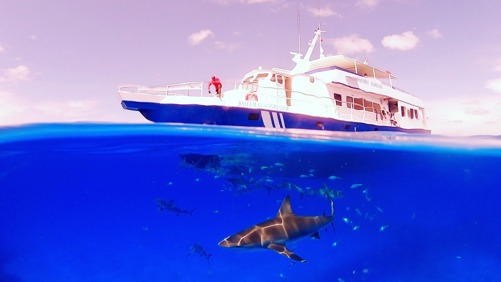 “Six Species of Sharks” by Captain Christy Weaver - Aggressor Adventures