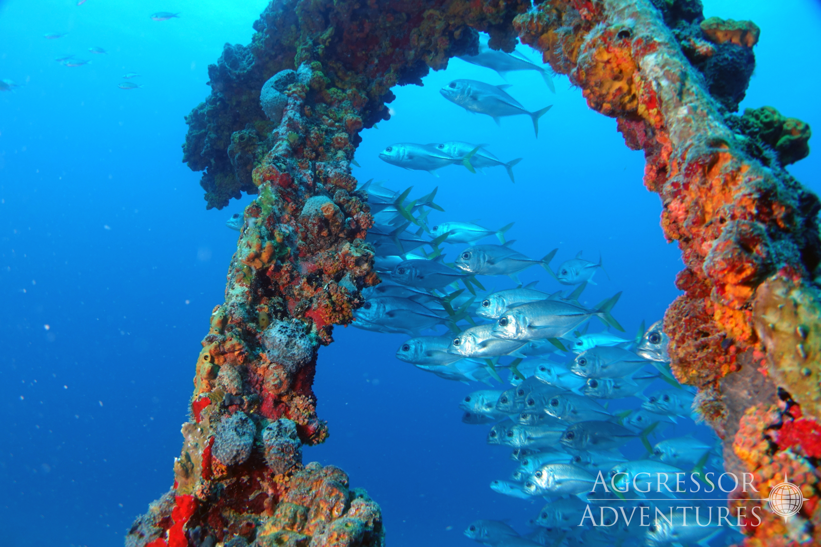 Conservation & Diving in the British Virgin Islands Aggressor Adventures