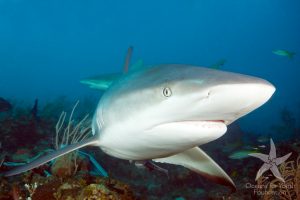 Cuba's Coral Reef: The Best We've Never Seen 