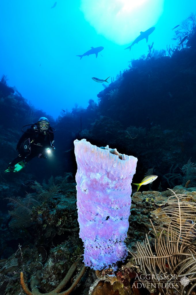 cuban coral reefs