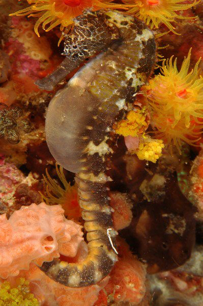 Philippines Scuba Diving Cebu Island