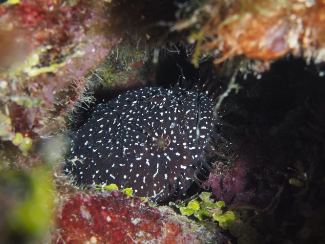 white-spotted toadfish