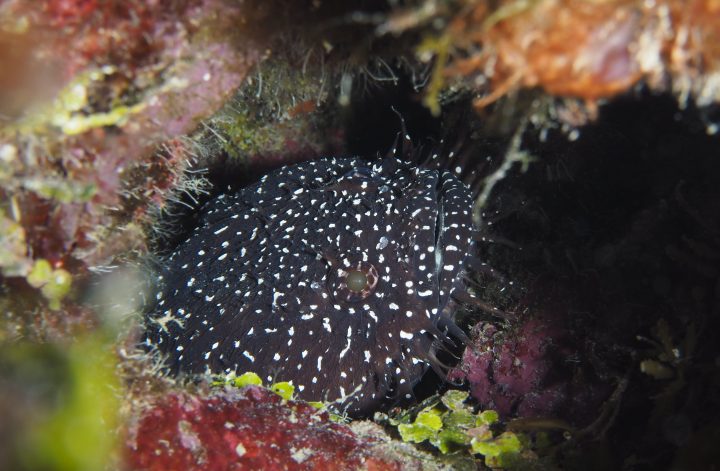 white-spotted toadfish