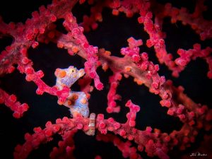 Raja Ampat Coral reef and pygmy seahorses
