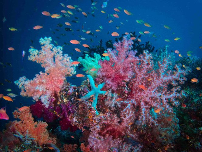 Raja Ampat Coral and Starfish