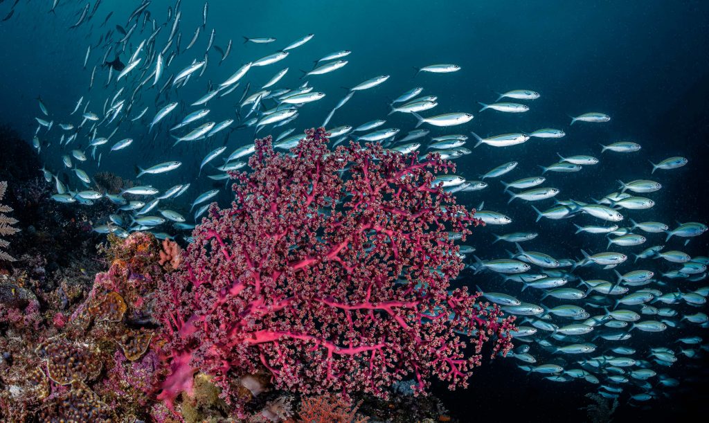 Raja Ampat coral reefs