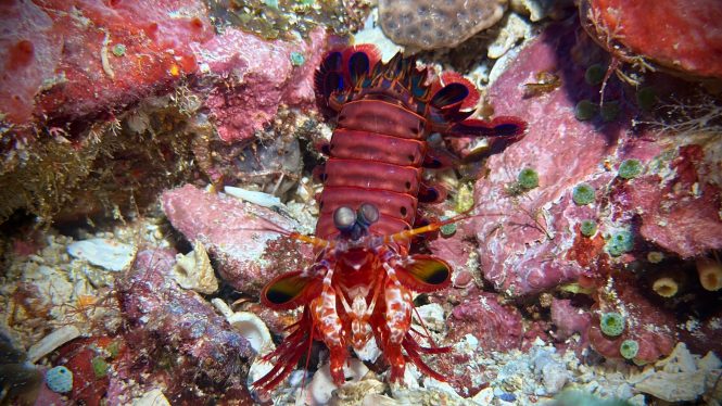 Mantis Shrimp found while diving in Komodo