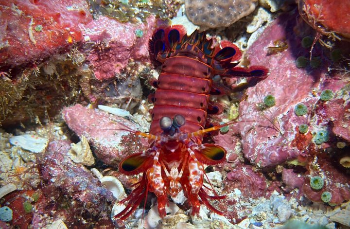 Mantis Shrimp found while diving in Komodo