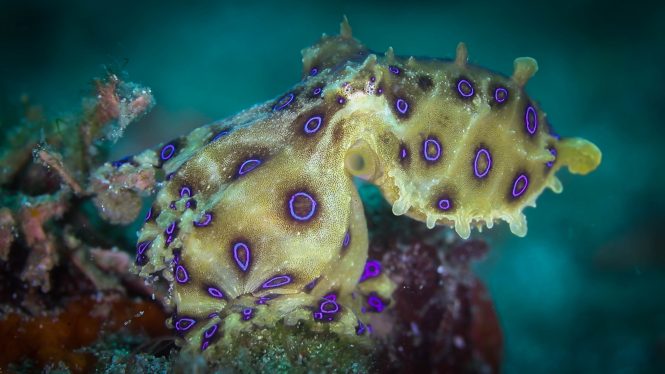 Blue-Ringed Octopus