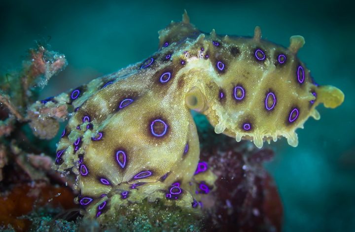 Blue-Ringed Octopus