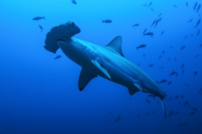 Hammerhead diving in Cocos Island, Costa Rica