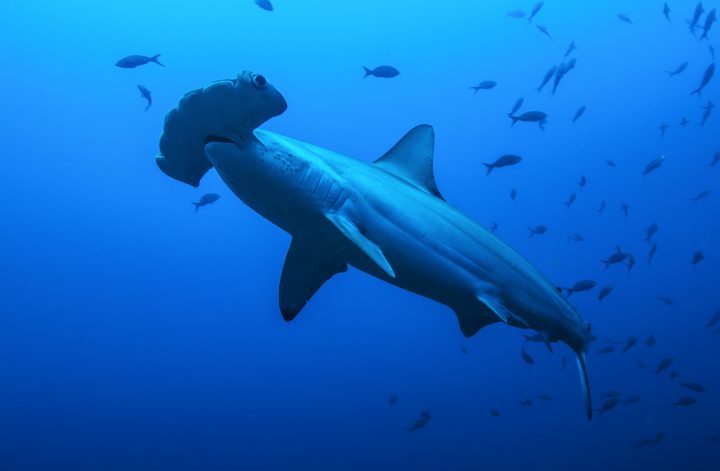 Hammerhead diving in Cocos Island, Costa Rica
