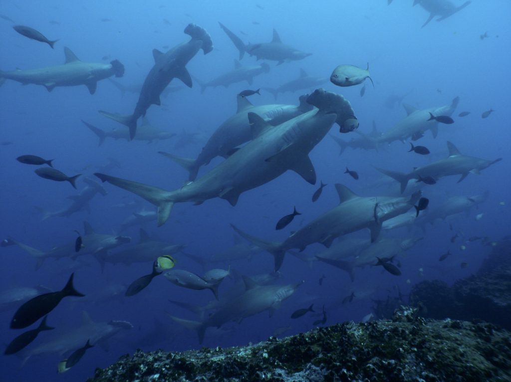 Schooling Hammerheads in galapagos