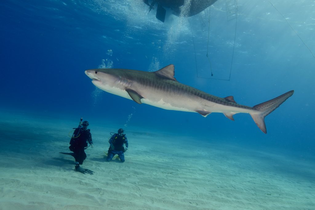 Tiger Shark Diving