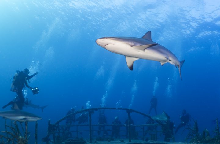 Group of divers learning about shark diving safety