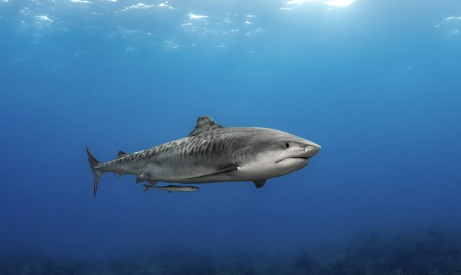 Tiger Shark Diving