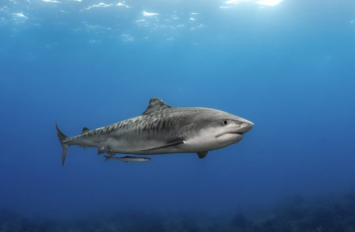 Tiger Shark Diving