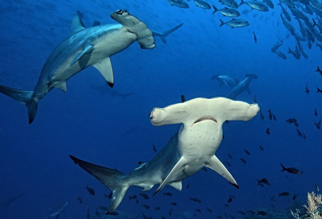 Hammerhead Sharks will diving