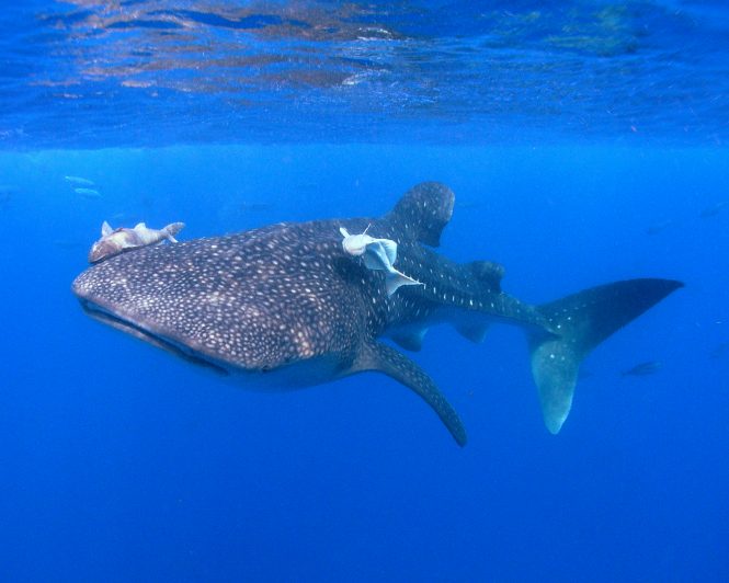 Whale Shark Diving in Galapagos