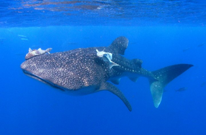 Whale Shark Diving in Galapagos