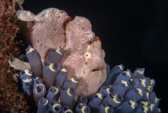 Frogfish Lembeh Strait Indonesia
