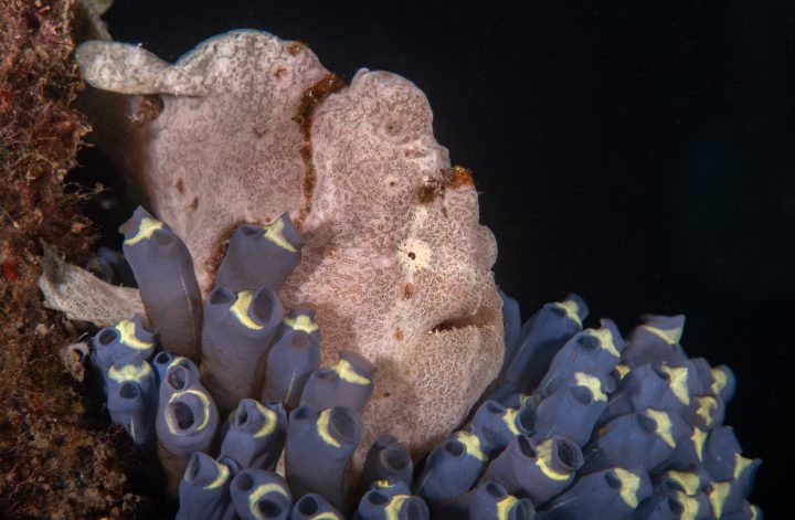Frogfish Lembeh Strait Indonesia